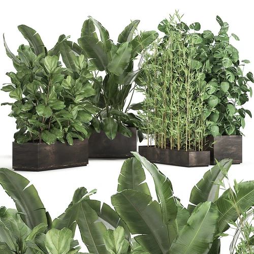 现代芭蕉叶绿植盆栽