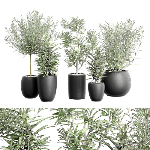 现代植物盆栽盆景