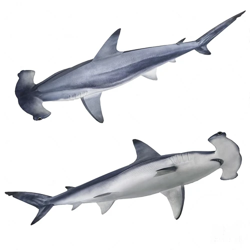 现代双髻鲨鲨鱼3d模型