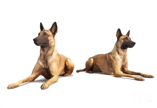 现代比利时牧羊犬3d模型