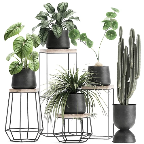 现代绿植盆栽