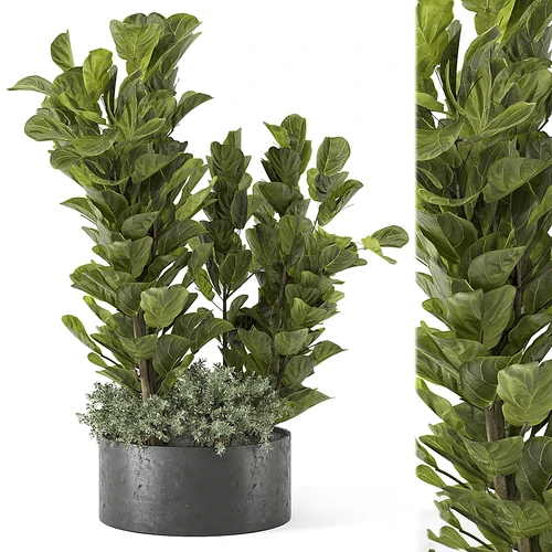 现代绿植盆栽