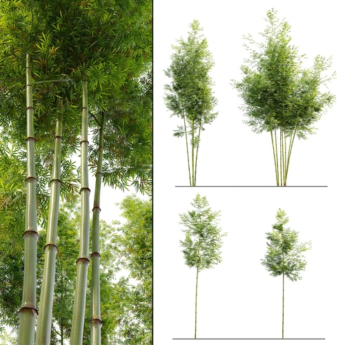 现代竹子植物