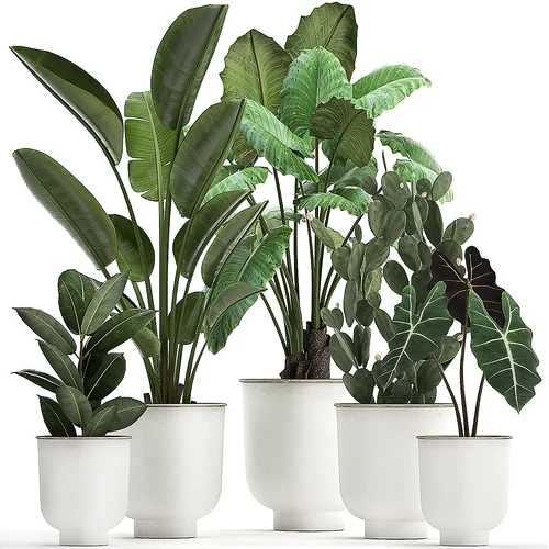 现代植物盆栽盆景