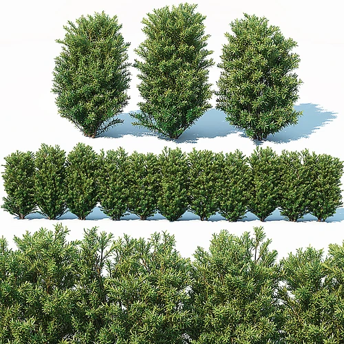 现代灌木树木植物
