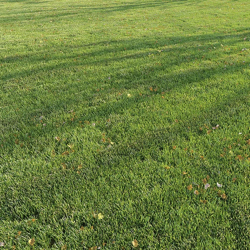 现代草地草坪