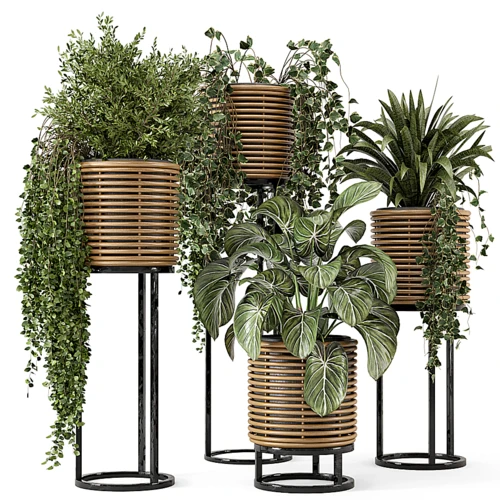金属底座天然藤壶室内植物