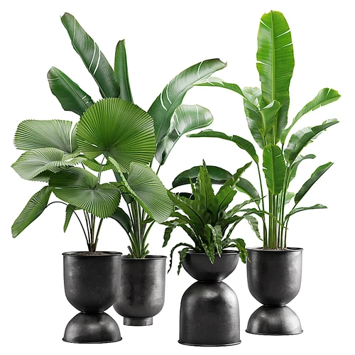 室内植物包