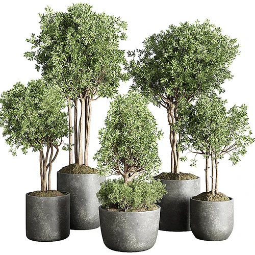 橄榄树室内植物