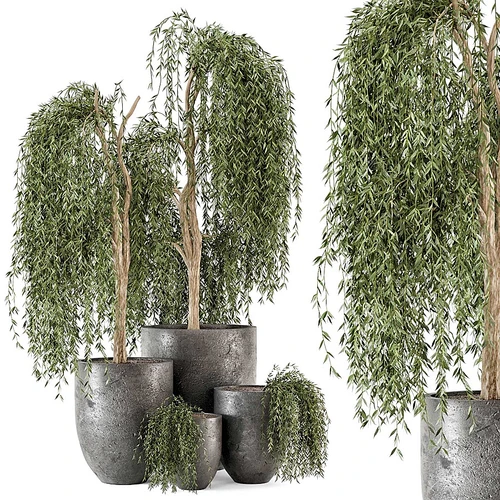现代盆栽植物