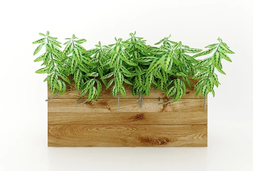现代风格植物