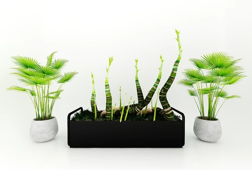 现代风格植物
