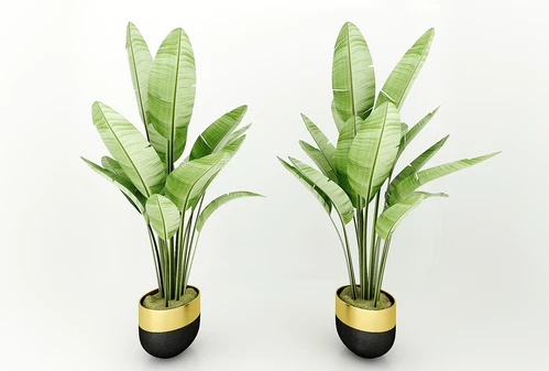 现代风格植物