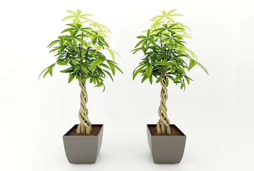 现代风格植物