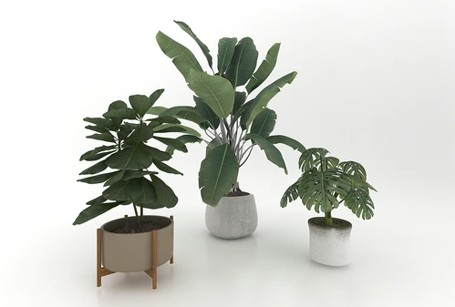 现代风格植物