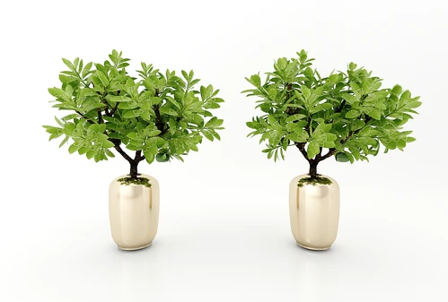 现代风格植物