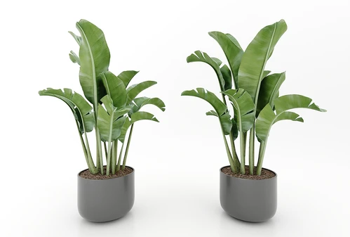 现代风格植物