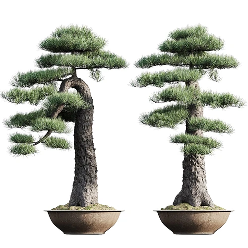 现代绿植盆栽