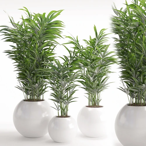 现代绿植散尾葵
