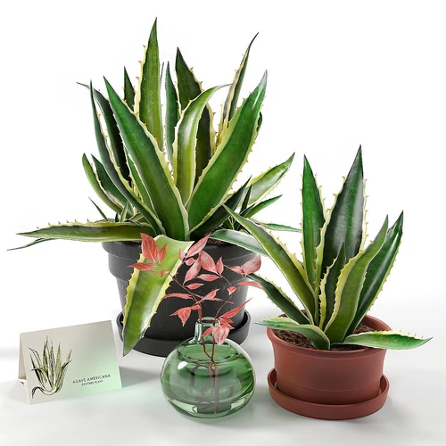 现代虎尾兰绿植盆栽