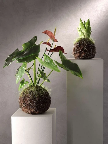 Kokedama中的植物