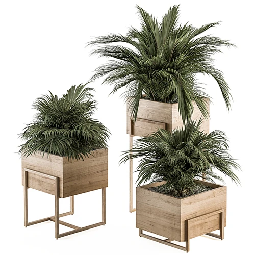 现代植物盆栽
