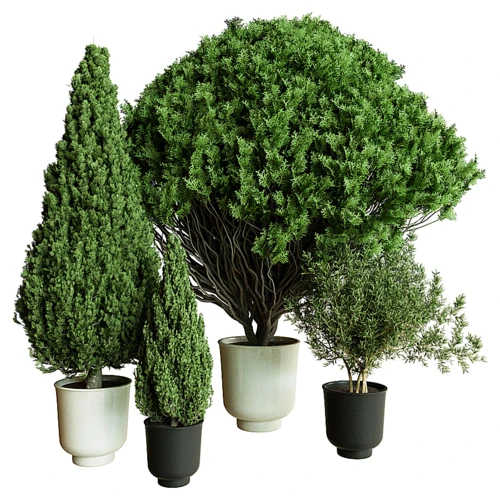 户外植物