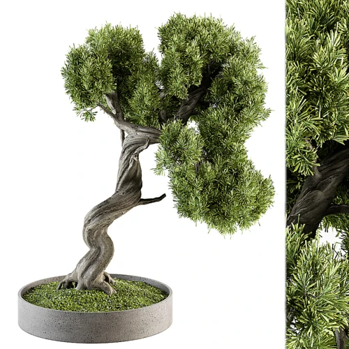 室内植物套装