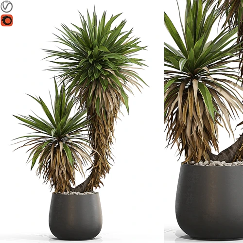 植物集合
