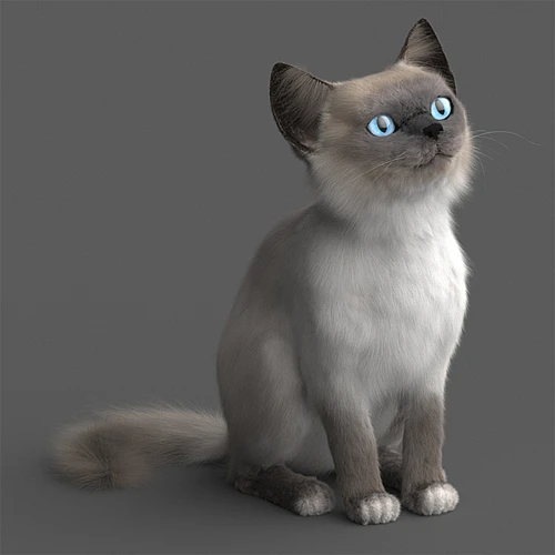小猫