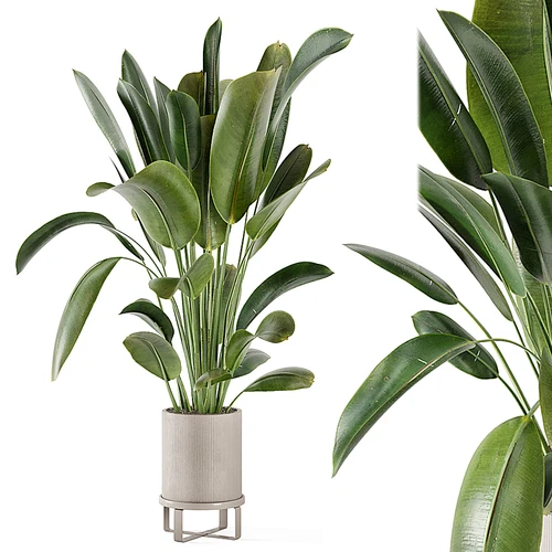 现代植物盆栽