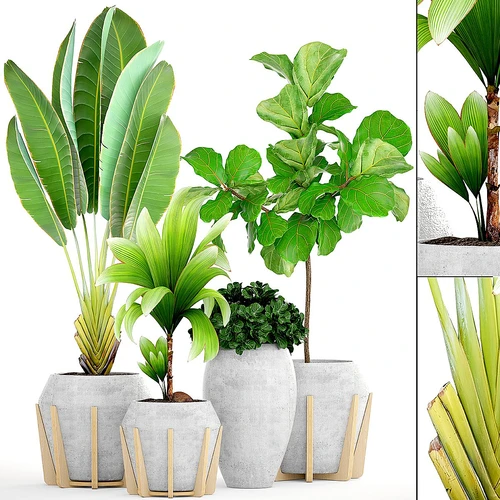 现代植物盆栽