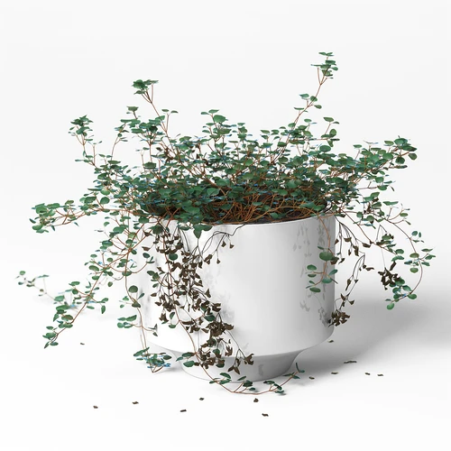 现代盆栽藤蔓植物