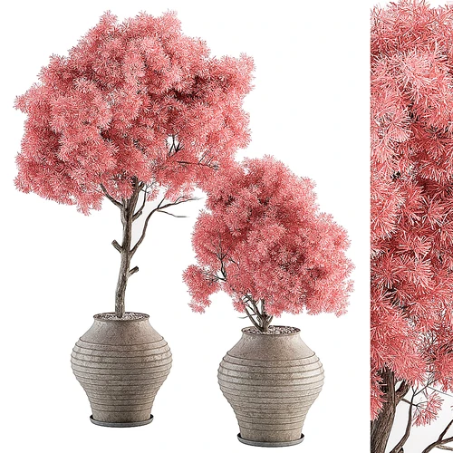 现代植物盆栽