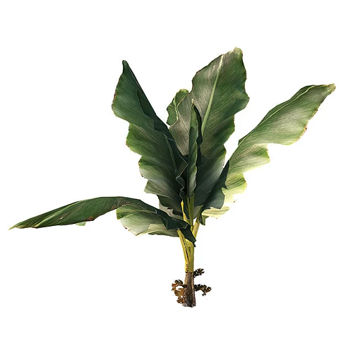 棕榈树