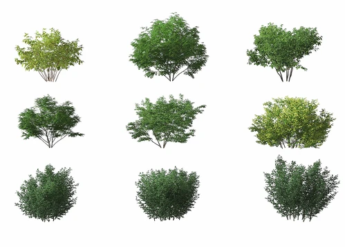 现代绿植灌木