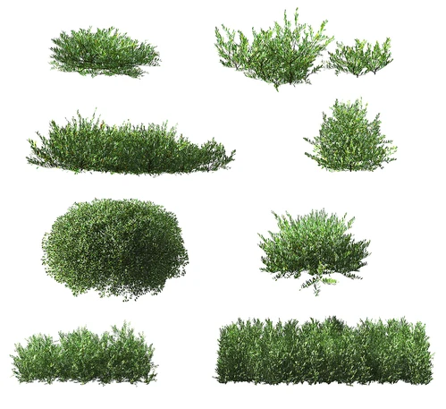 现代灌木植物
