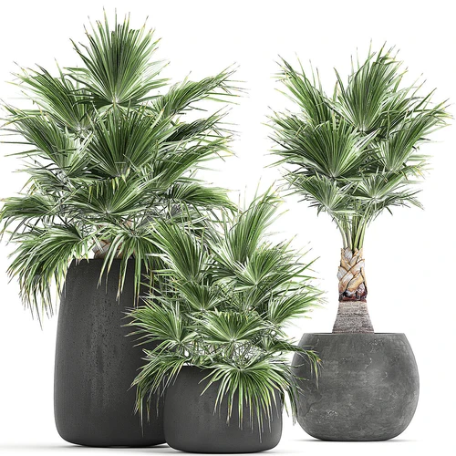 现代植物盆栽