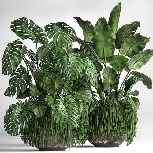 现代植物盆栽