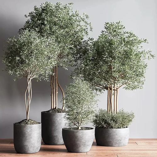 现代植物盆栽
