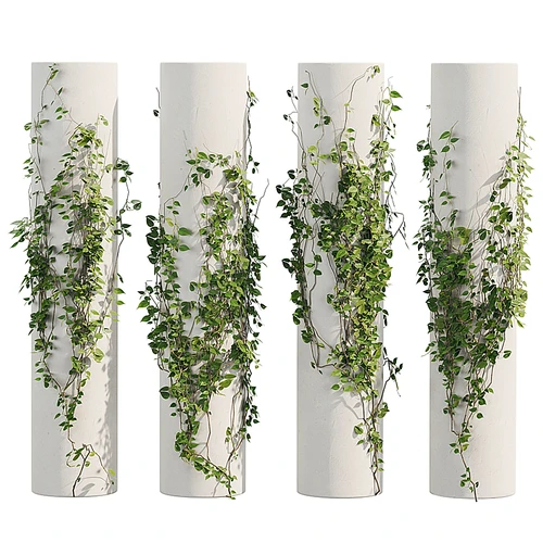 常春藤植物