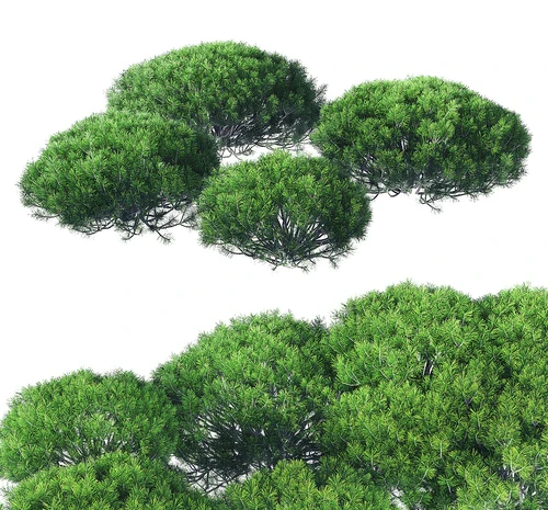 现代绿植灌木
