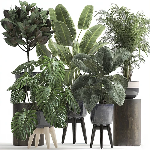 现代植物盆栽