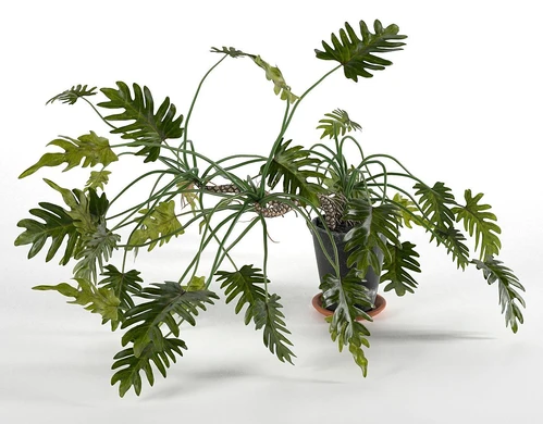 现代绿植盆栽
