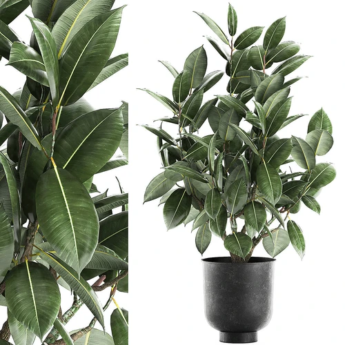 现代植物盆栽
