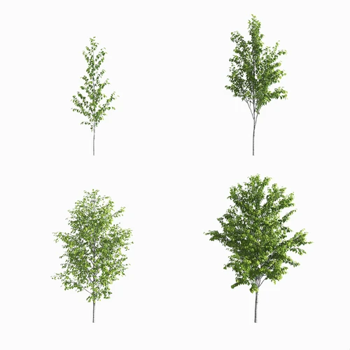 现代白桦树景观树