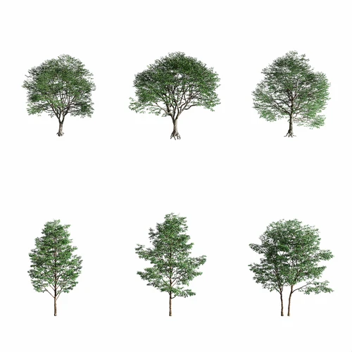 现代绿植树木