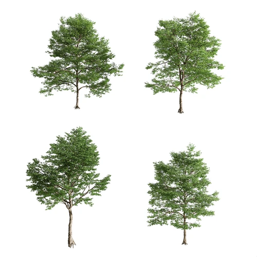 现代景观树