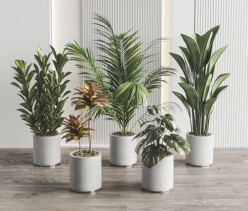 现代植物盆栽组合