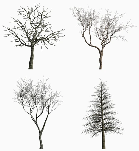 现代景观树枯木干枝